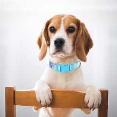 ONEFOJOJO collar de nylon resistente con ajuste flexible, perfecto para perros activos.