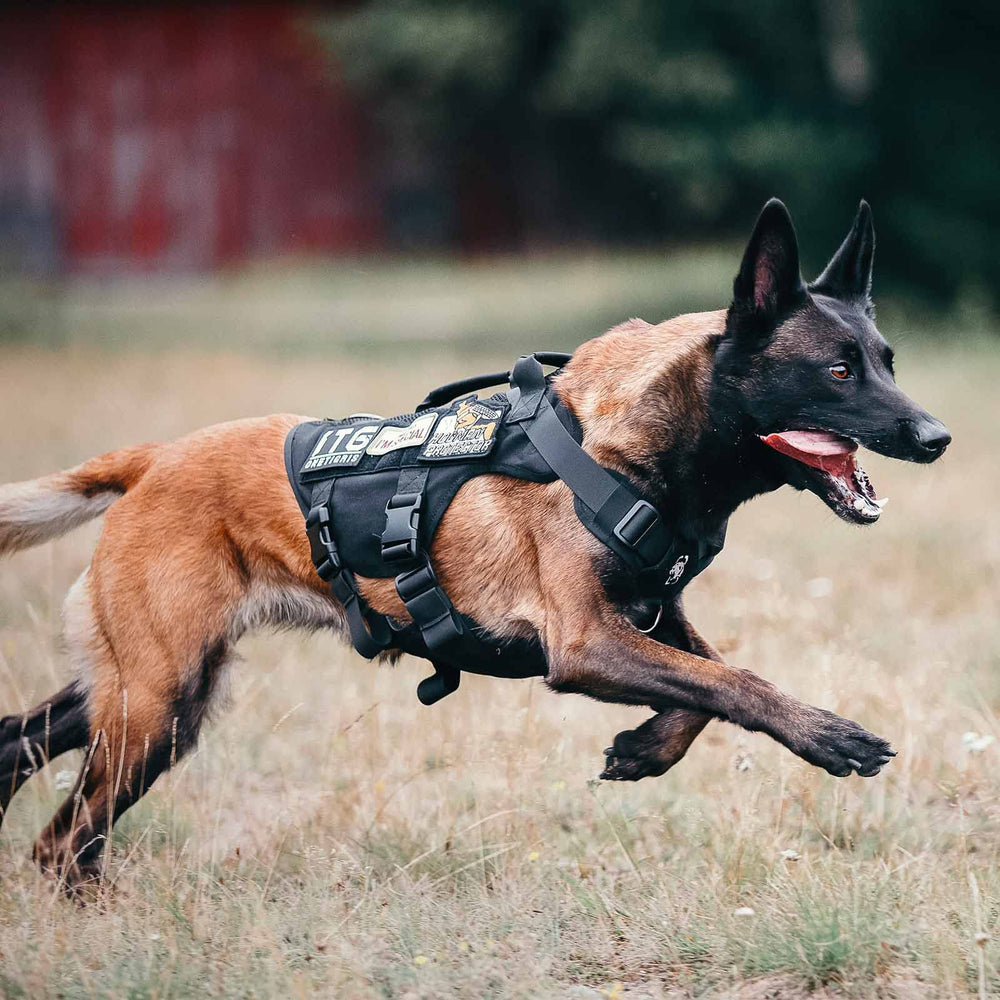 OneTigris diseño de ajuste universal para perros medianos.