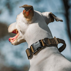 OneTigris collar con asa de entrenamiento para perros, control cómodo.