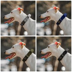 OneTigris collar con hebilla de metal resistente para uso diario.