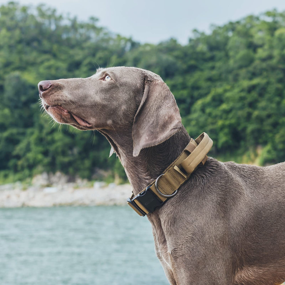 OneTigris collar para perros grandes, cómodo y seguro durante ejercicios.