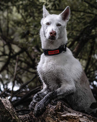 ONETIGRIS hebilla de metal reforzada ofrece durabilidad para perros grandes.