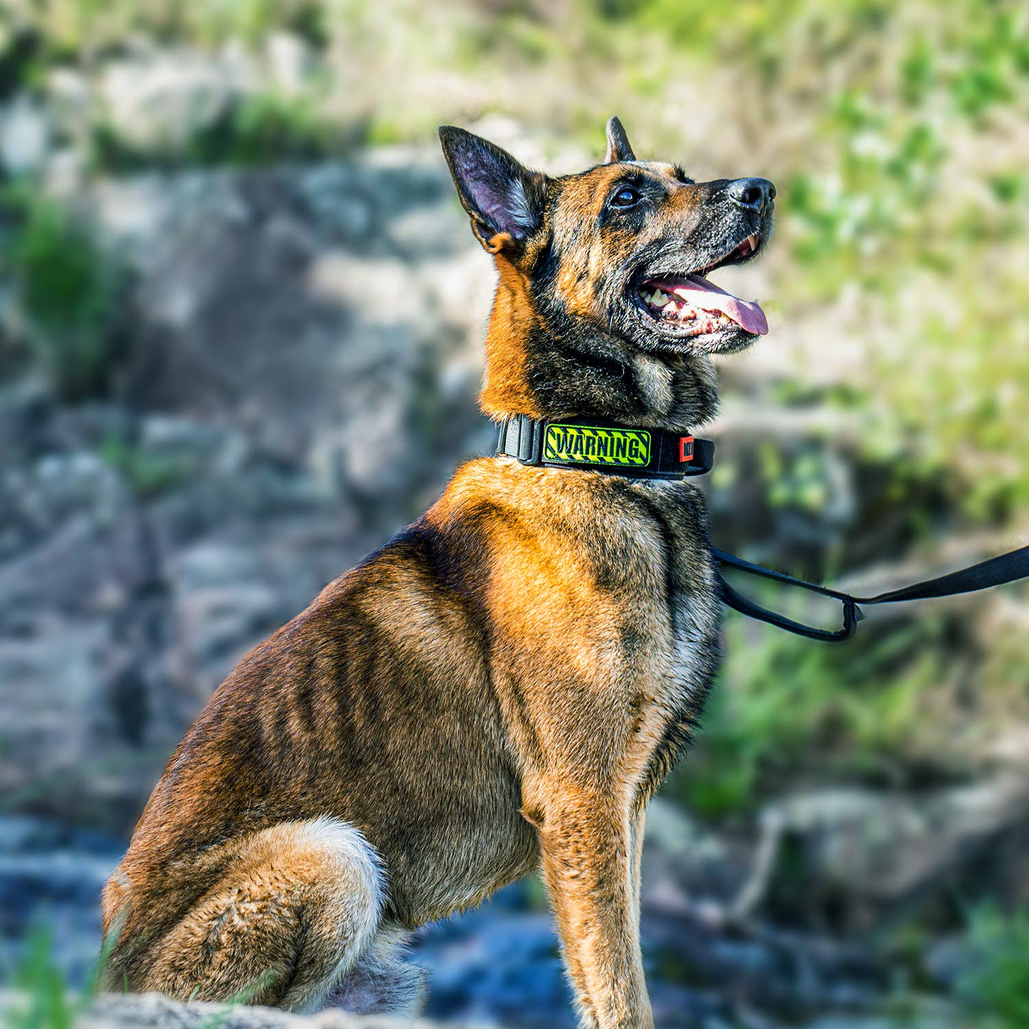 ONETIGRIS collar práctico, regalo ideal para amantes de perros.