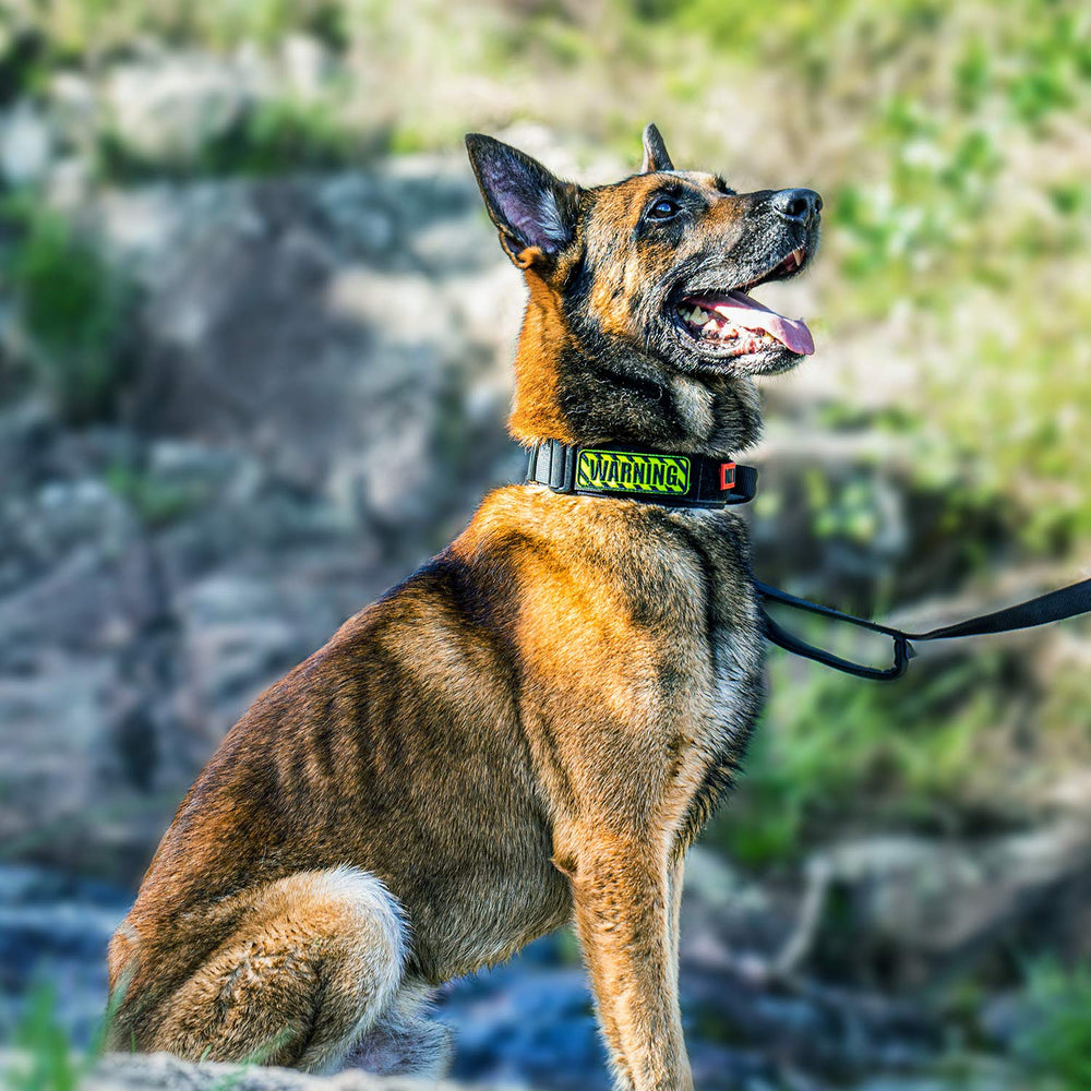 ONETIGRIS collar práctico, regalo ideal para amantes de perros.