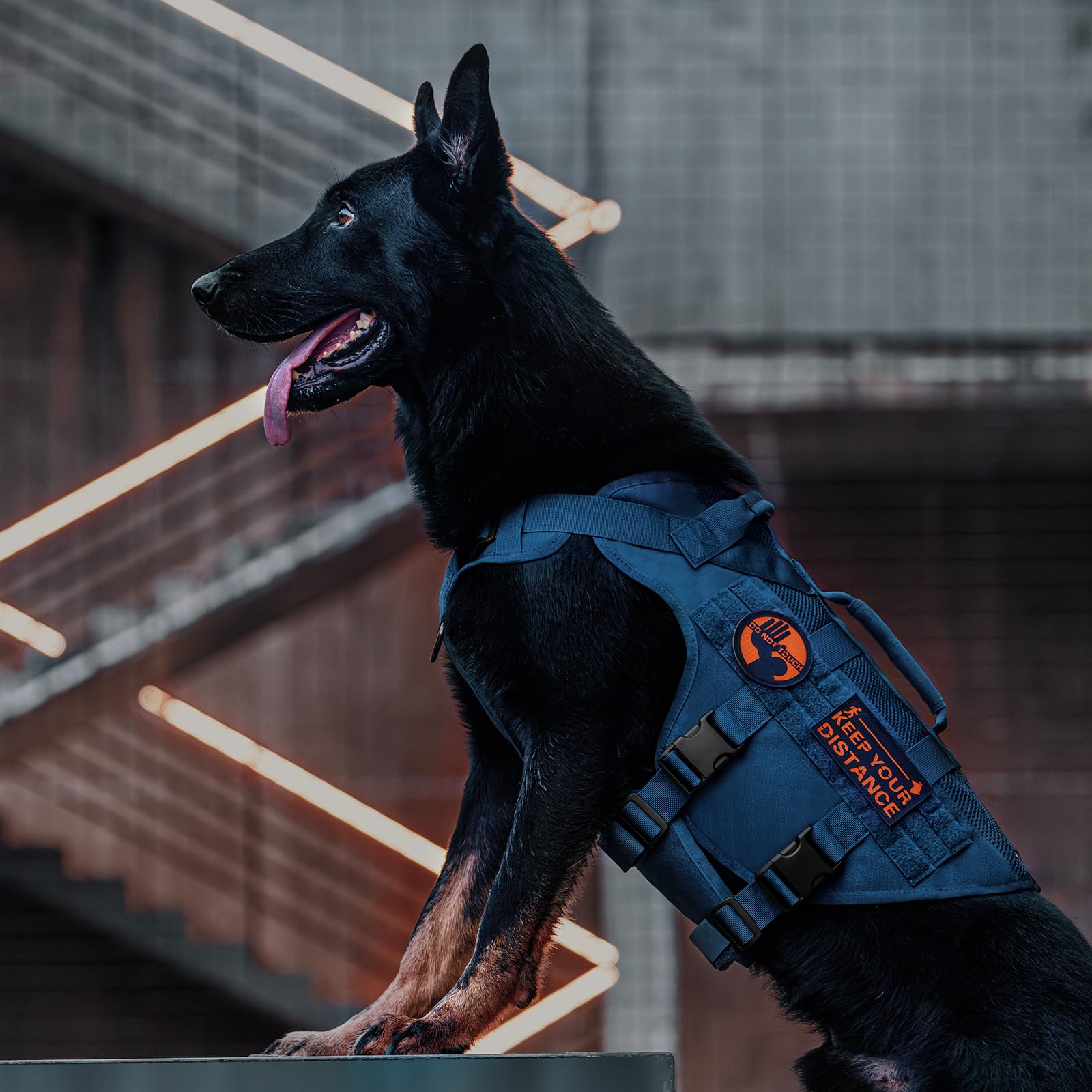 OneTigris sistema de tallas ajustables para diferentes perros.