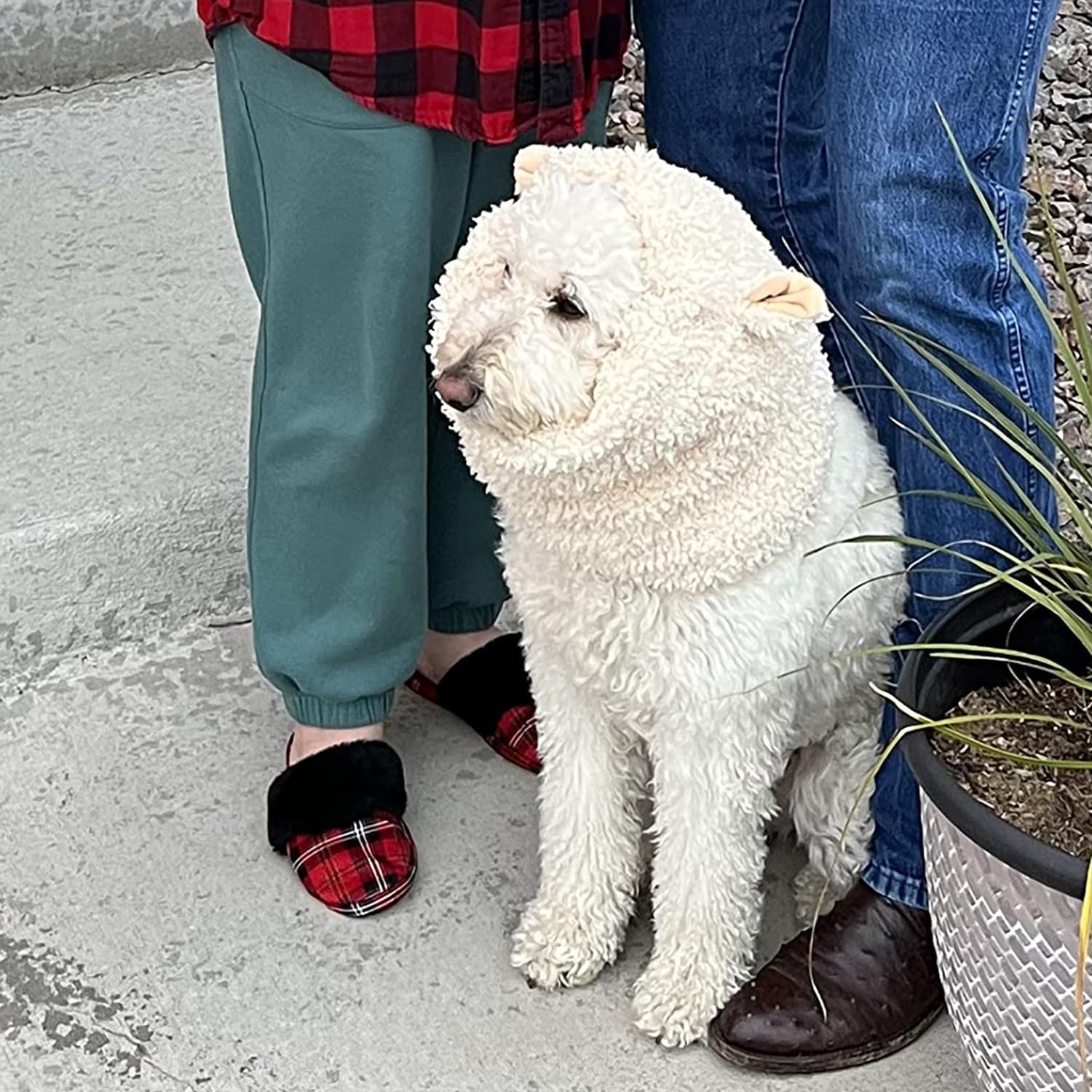 Onmygogo disfraz oveja para perro, opción divertida para eventos.