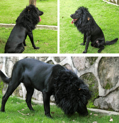 Onmygogo melena-leon-perro suave y cómodo para paseos