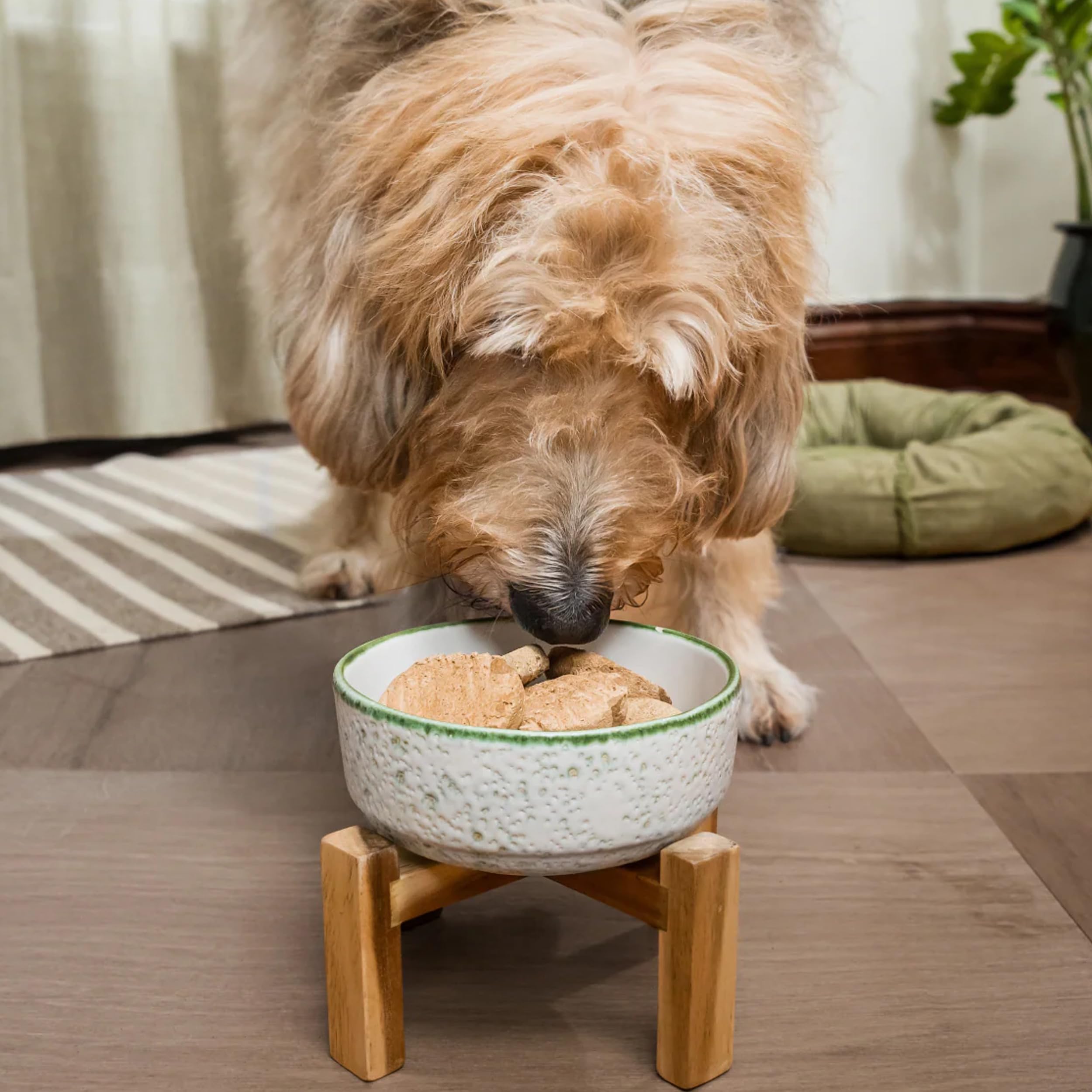 Open Farm ingredientes y superalimentos mostrados para nutrición balanceada en perros.