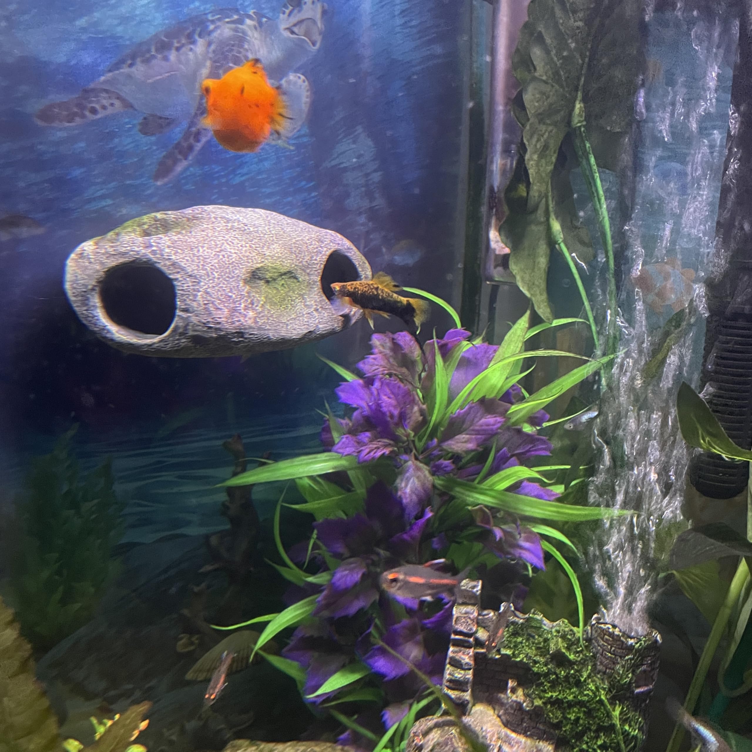 OrnaMounts cueva-doble: espacio interactivo para peces curiosos.