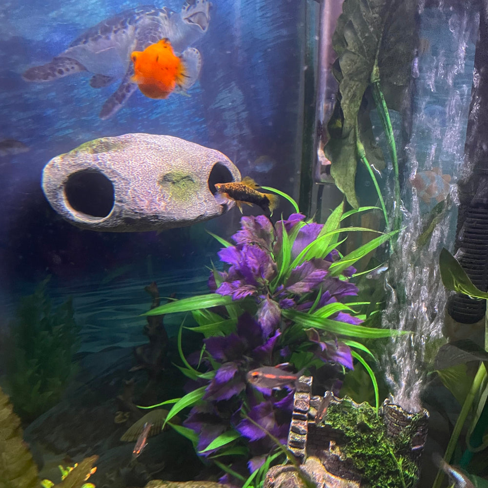 OrnaMounts cueva-doble: espacio interactivo para peces curiosos.