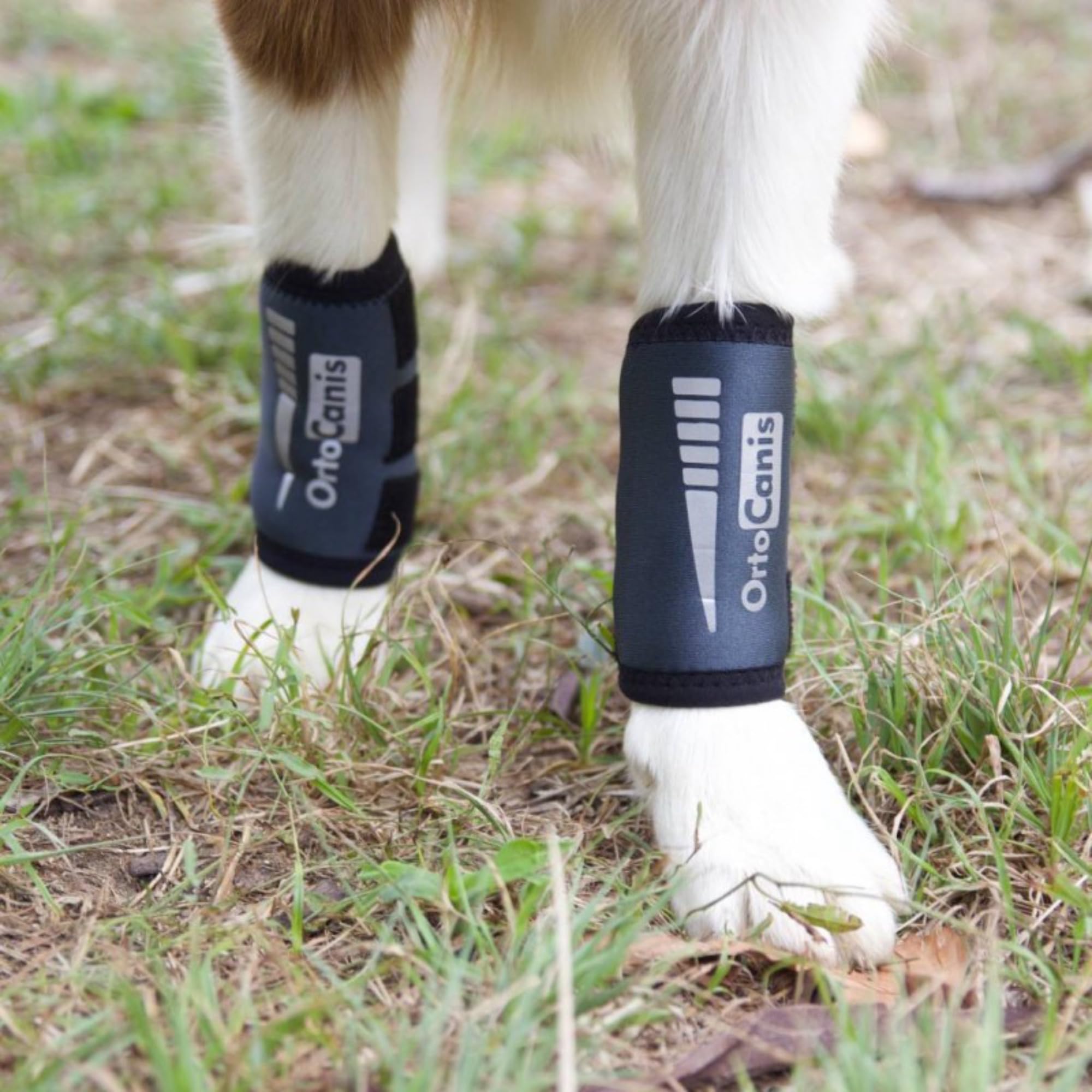 Ortocanis soporte muñeca perro para recuperación postoperatoria