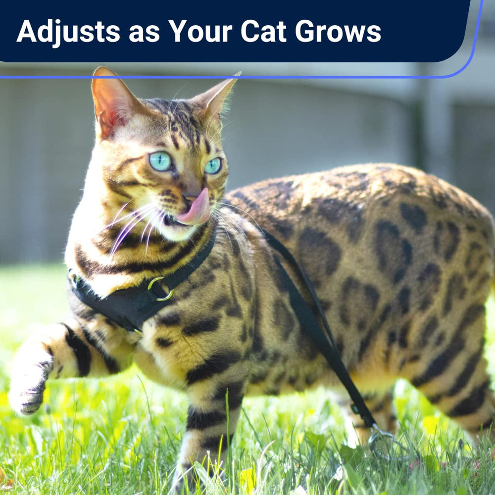 Gatito pasea con arnés OutdoorBengal, ideal para primeros paseos.