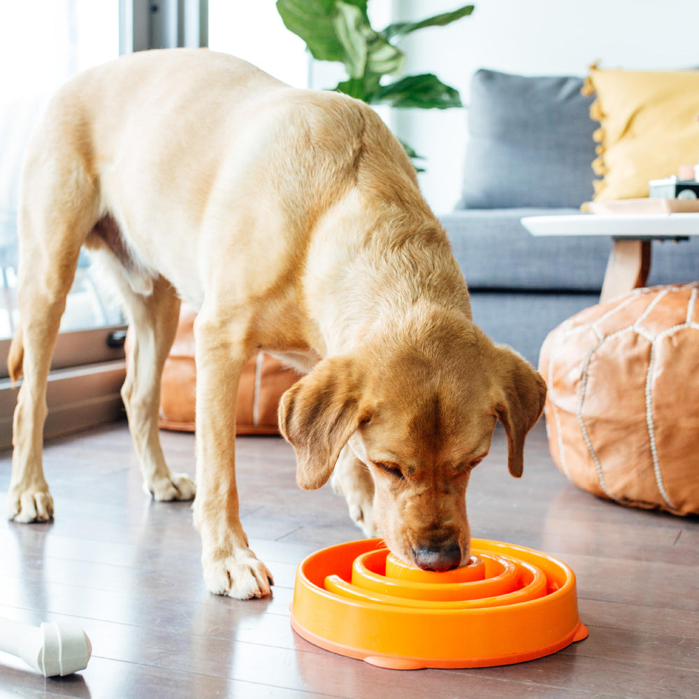 Outward Hound Fun Feeder Slo Bowl diseño puzzle que incrementa interacción durante la comida