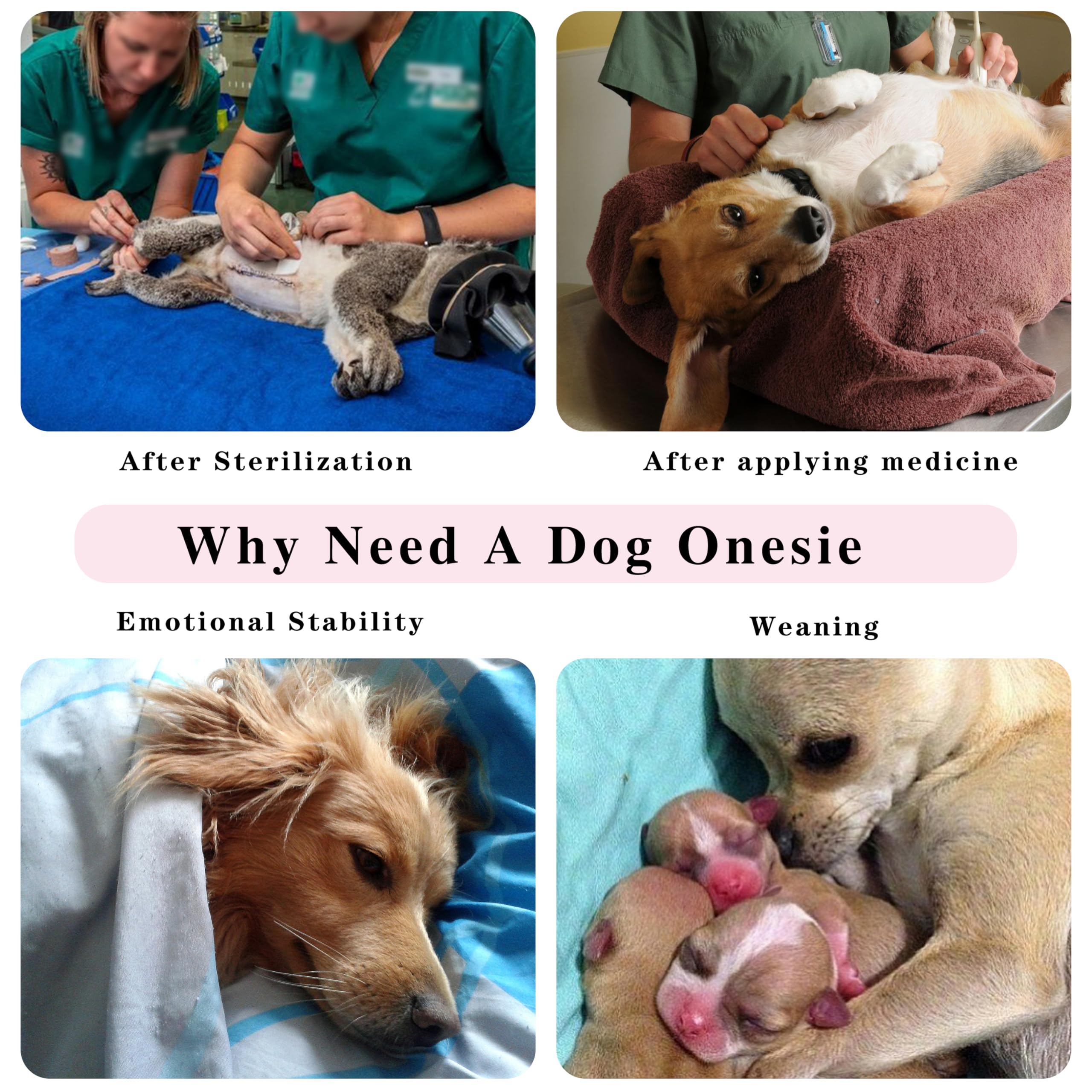 Paiaite lavable e higienico para perro, ideal entre usos.
