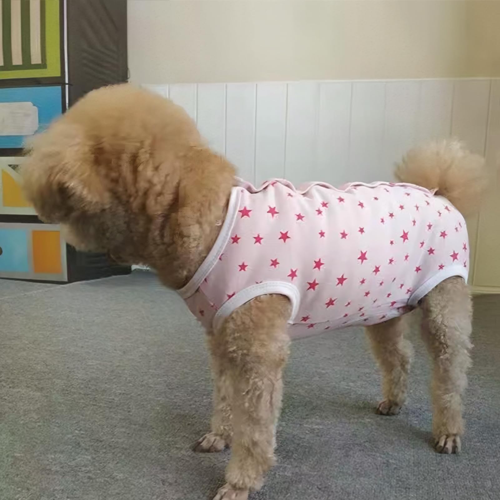 Paipeper traje de recuperación, foco uso interior, evita pelo suelto y mantiene al perro cómodo.