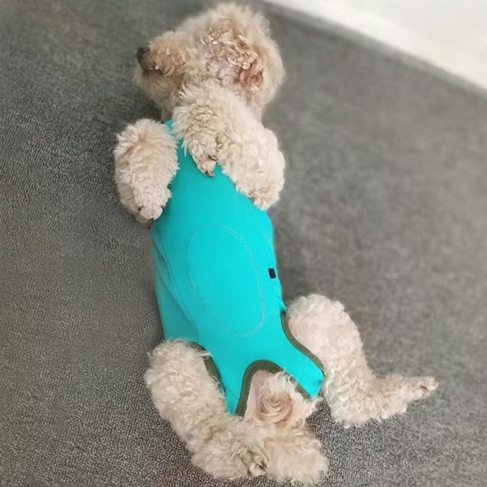 Paipeper uso en interiores y exteriores para perros pequeños.