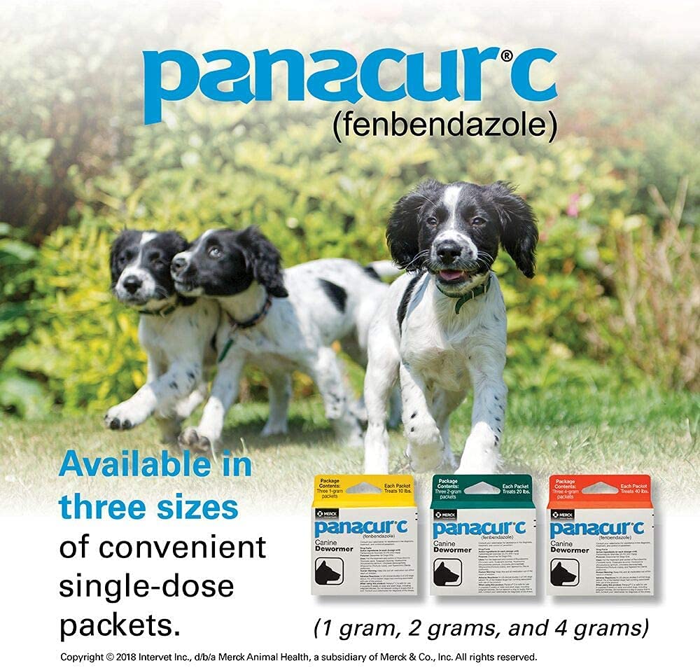 Panacur C: plan de desparasitación adaptable al clima y la actividad del perro.