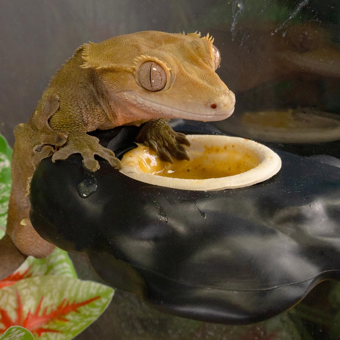 Conjunto de 100 copas Gecko Pangea, solución rápida para alimentación.