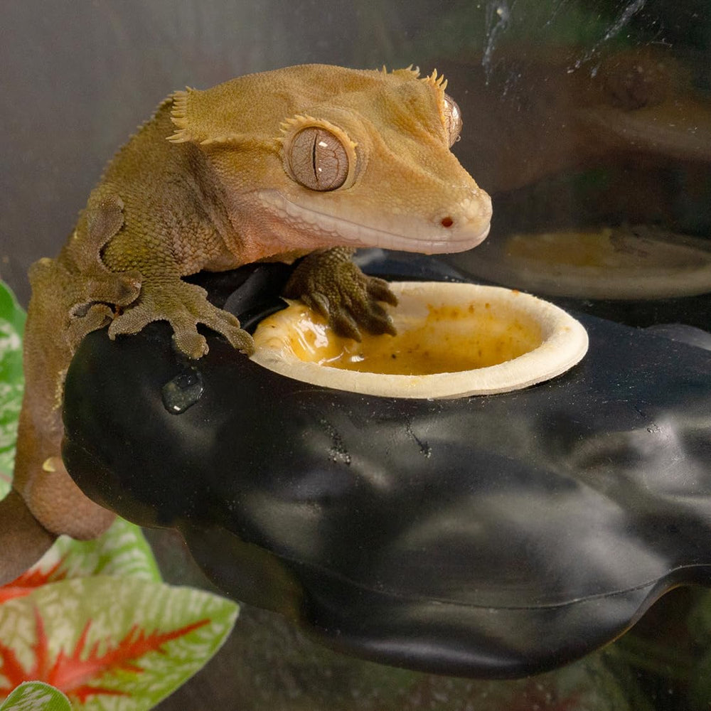 Conjunto de 100 copas Gecko Pangea, solución rápida para alimentación.