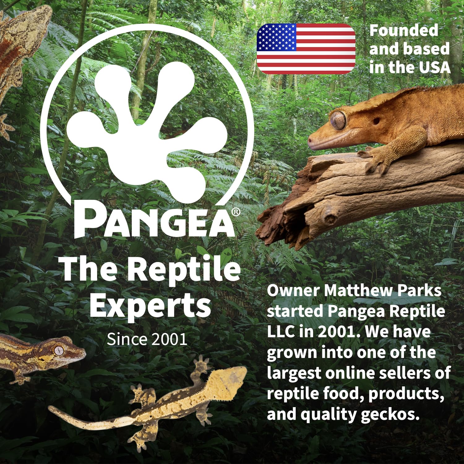 Pangea gecko-alimentacion-aceptacion: formato sabroso para la rutina