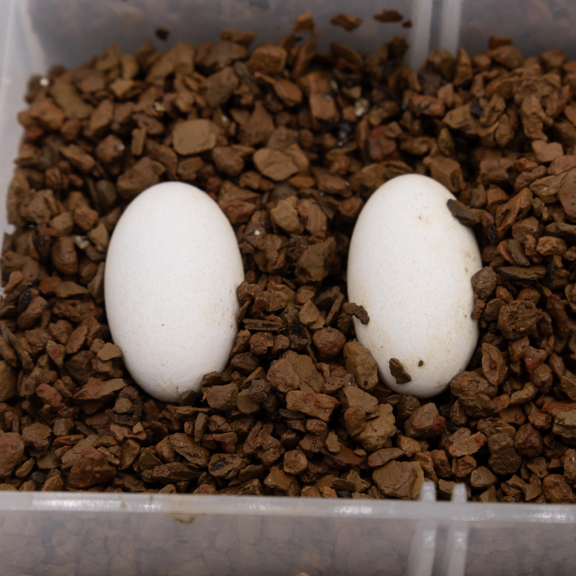 Pangea Hatch porosidad alta facilita intercambio de humedad.