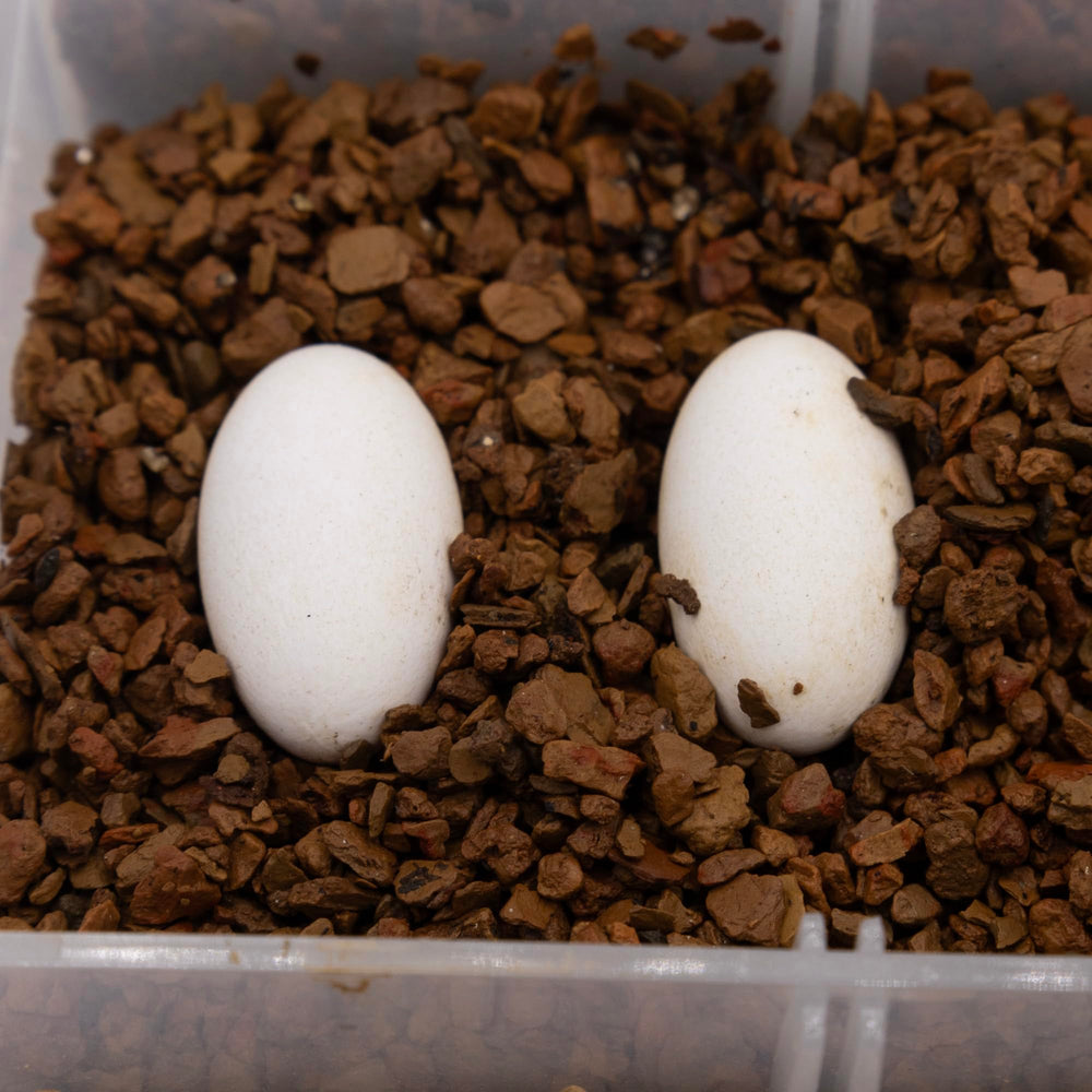 Pangea Hatch porosidad alta facilita intercambio de humedad.
