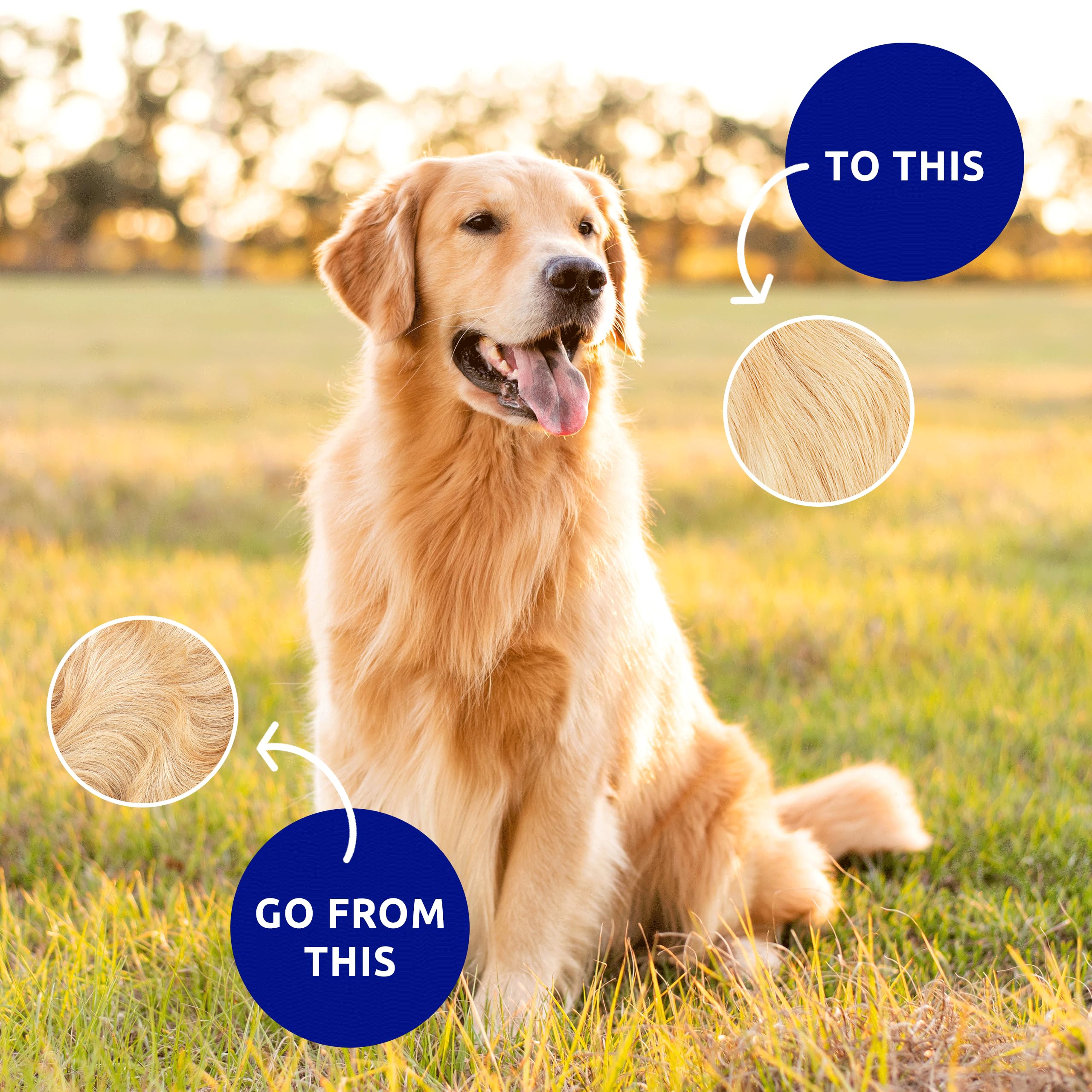 Accesorio pata-collar de Pat Your Pet para llevar contigo