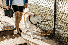 PatPet collar ajustable en TPU, cómodo para perros medianos y grandes.