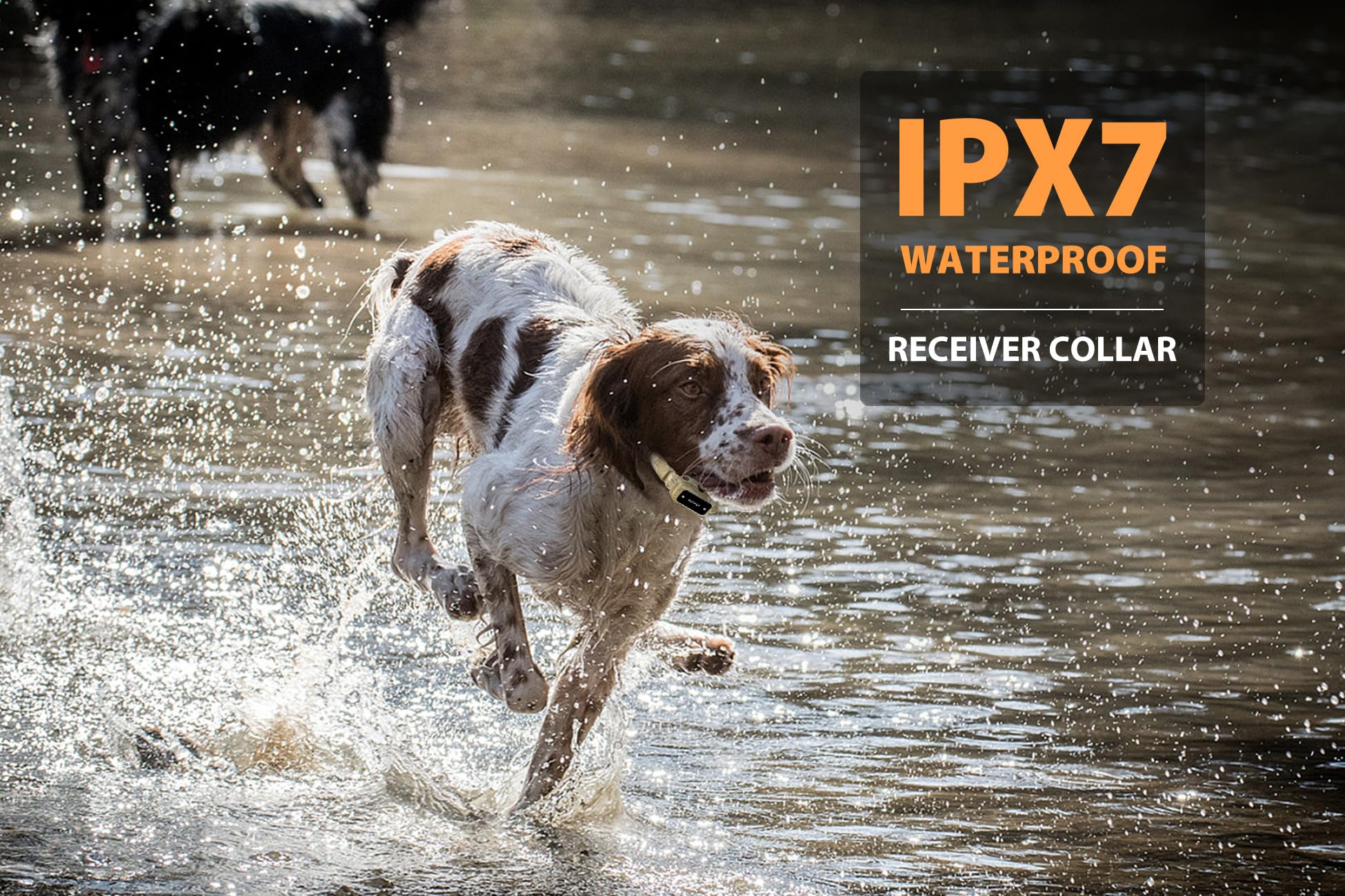 PATPET receptor IPX7 del collar, perfecto para entrenar bajo la lluvia.