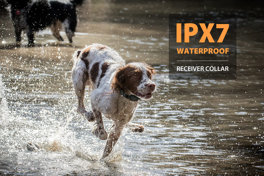 PatPet collar impermeable IPX7 para entrenar bajo lluvia o agua.
