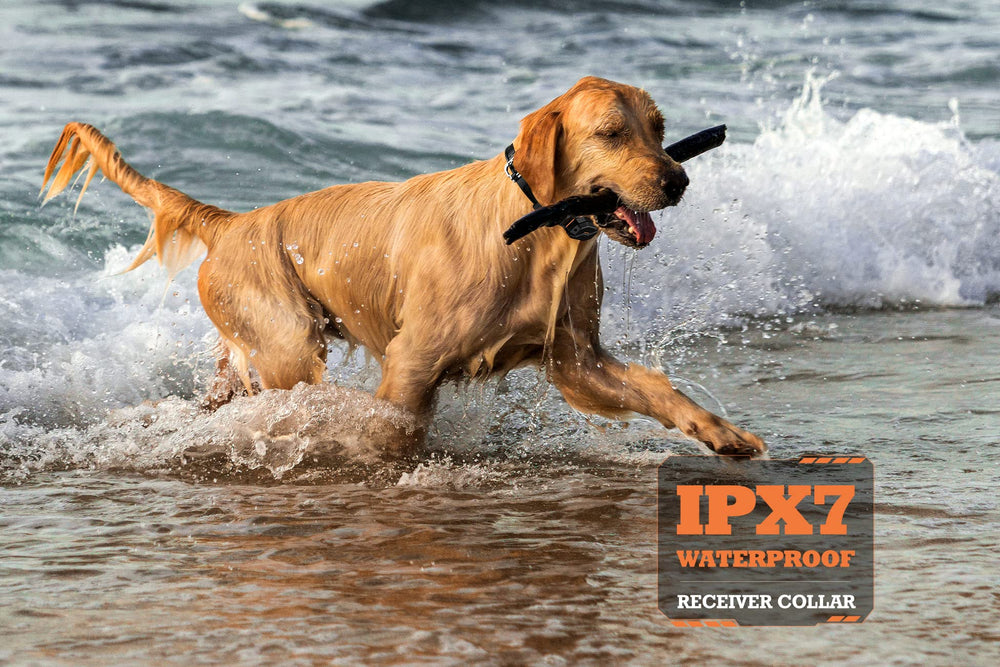 PATPET receptor de collar para entrenamiento, cómodo y ajustable para perros grandes
