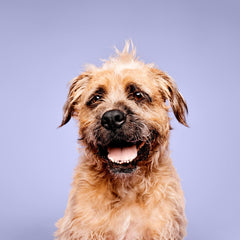Paul Mitchell Pet champú lavanda-menta textura cremosa para pelaje suave