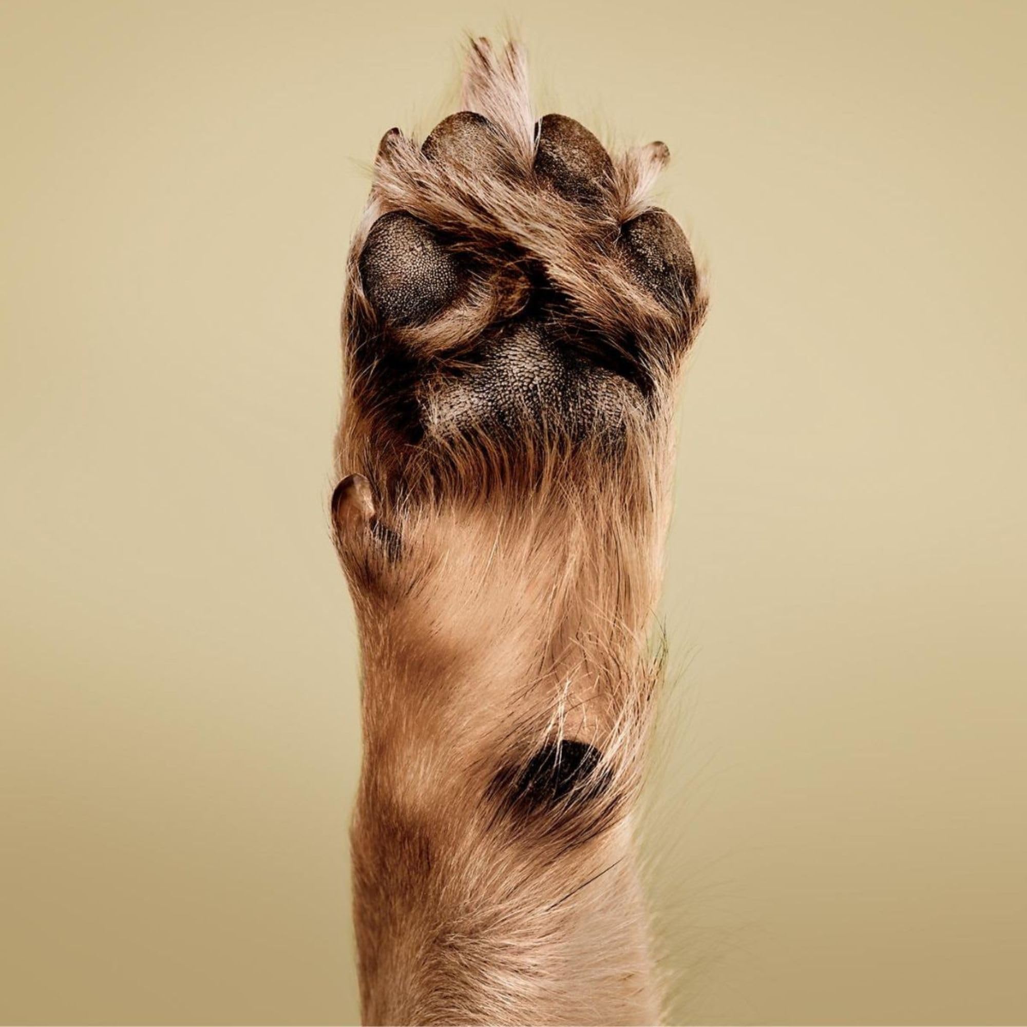 Paul Mitchell Pet Condicionador Pelaje suave y desenredado tras lavado.