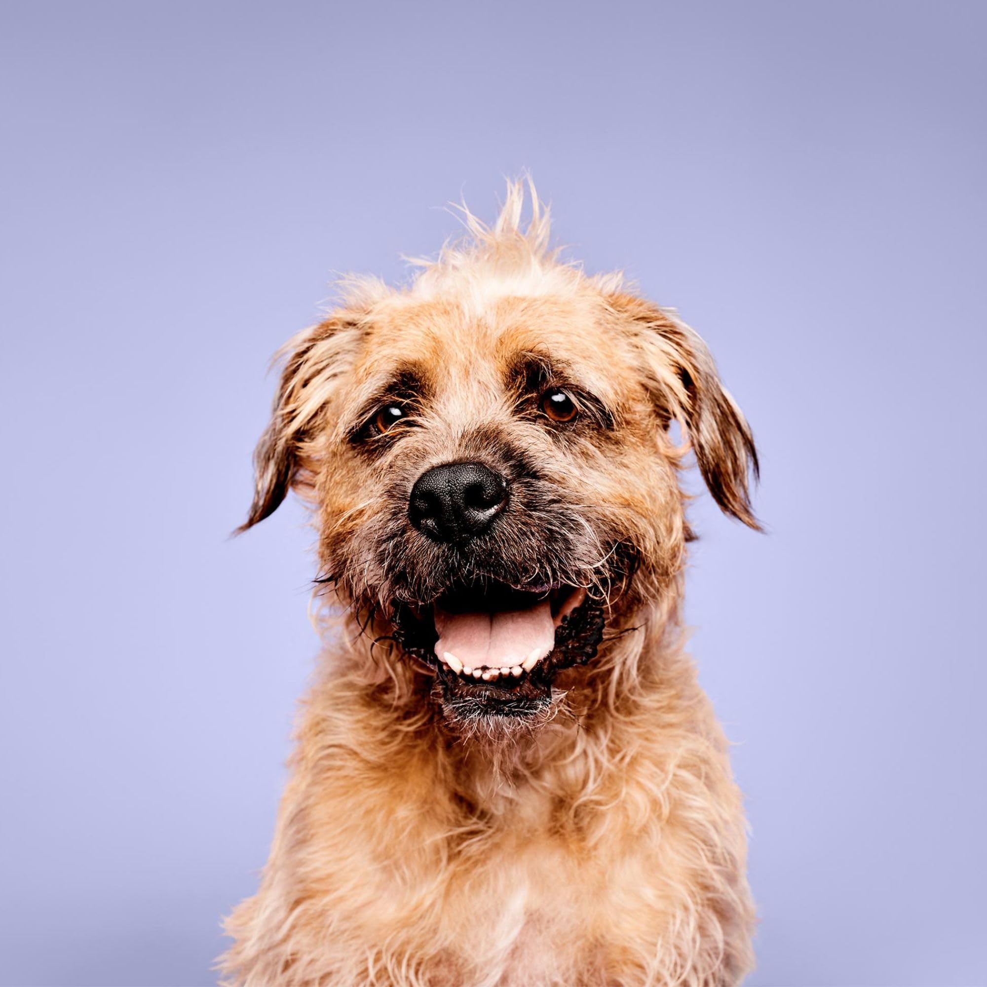 Paul Mitchell Pet Super Bright Shampoo, pelo-brillante: deja pelaje suave y brillante.