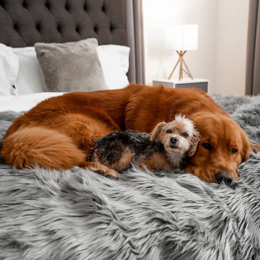 Uso versátil para perros y gatos con PupProtector