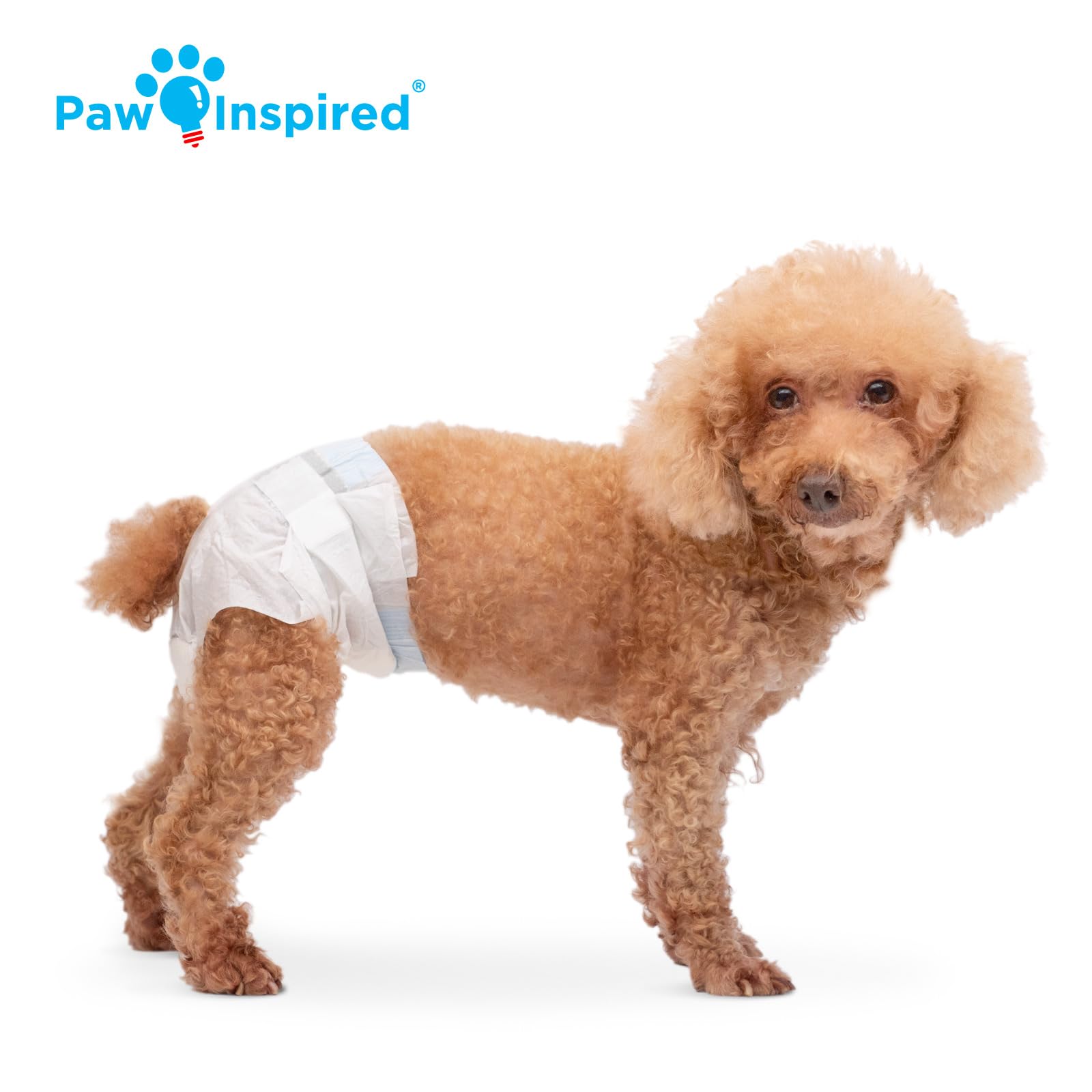 Paw Inspired: Protección antifugas para hembras caninas durante el uso diario.