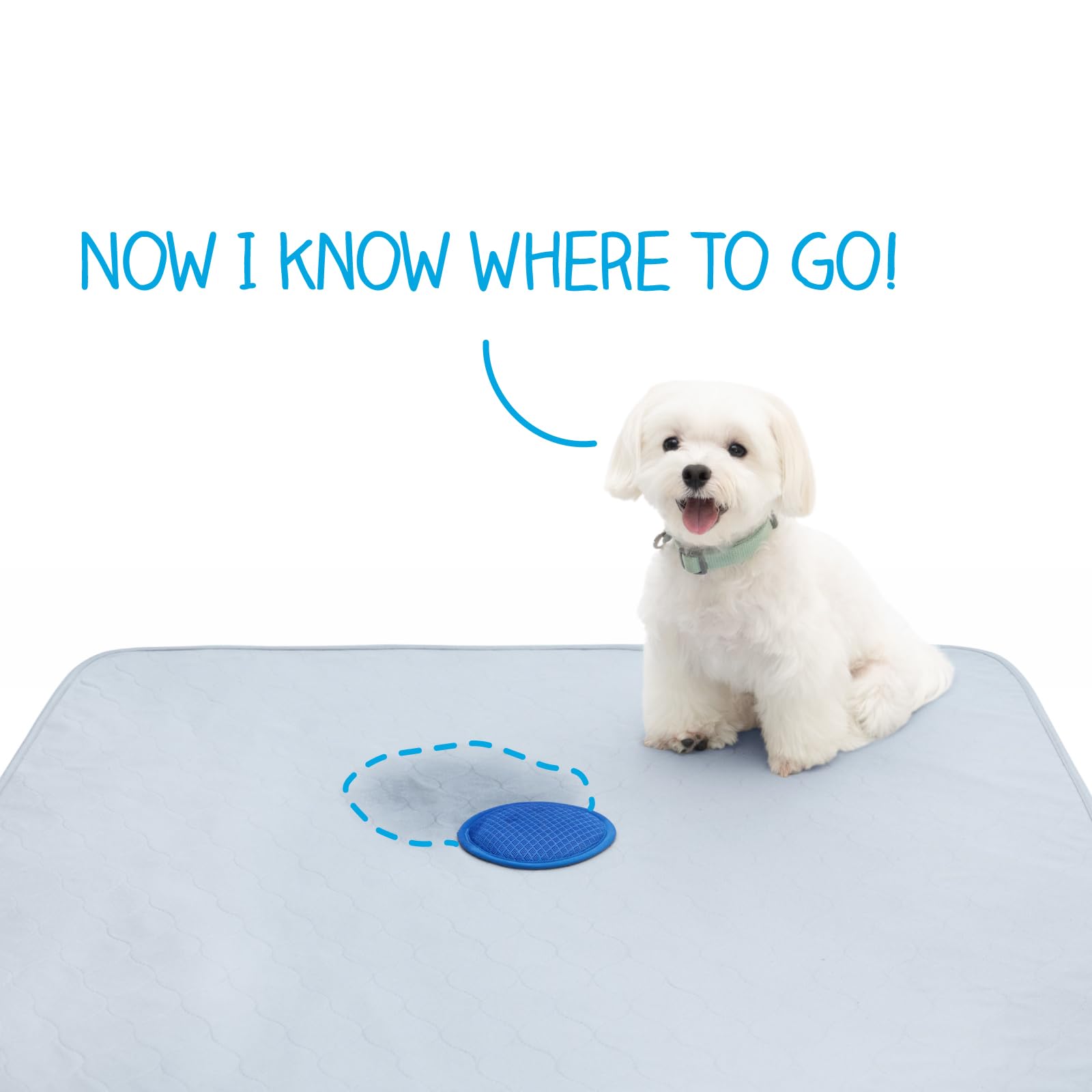 Paw Inspired Speed Spot: tamaño 36x36 ideal para perros grandes.