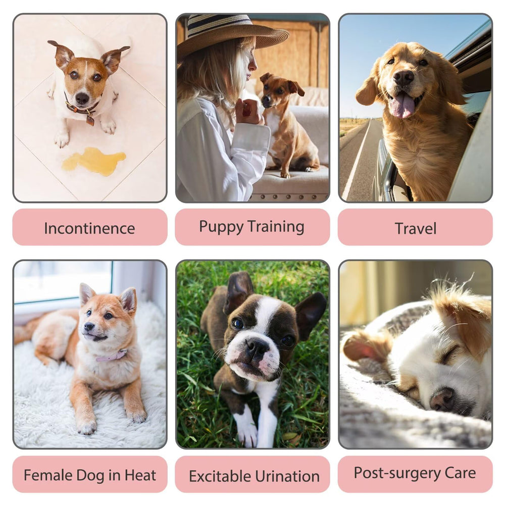 Paw Legend pack de 3 panales reutilizables talla mediana listo para usar.