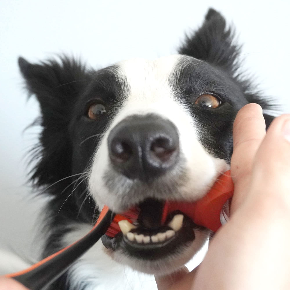 Paw Ready cepillado en casa para mascotas de forma segura