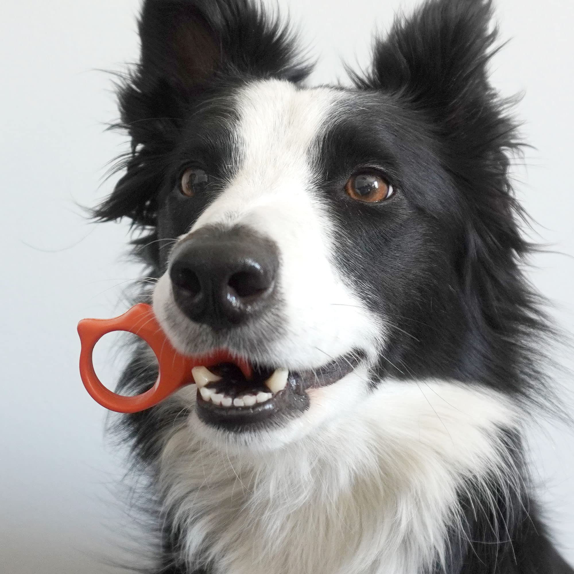Paw Ready ergonomía y manejo fácil durante sesiones