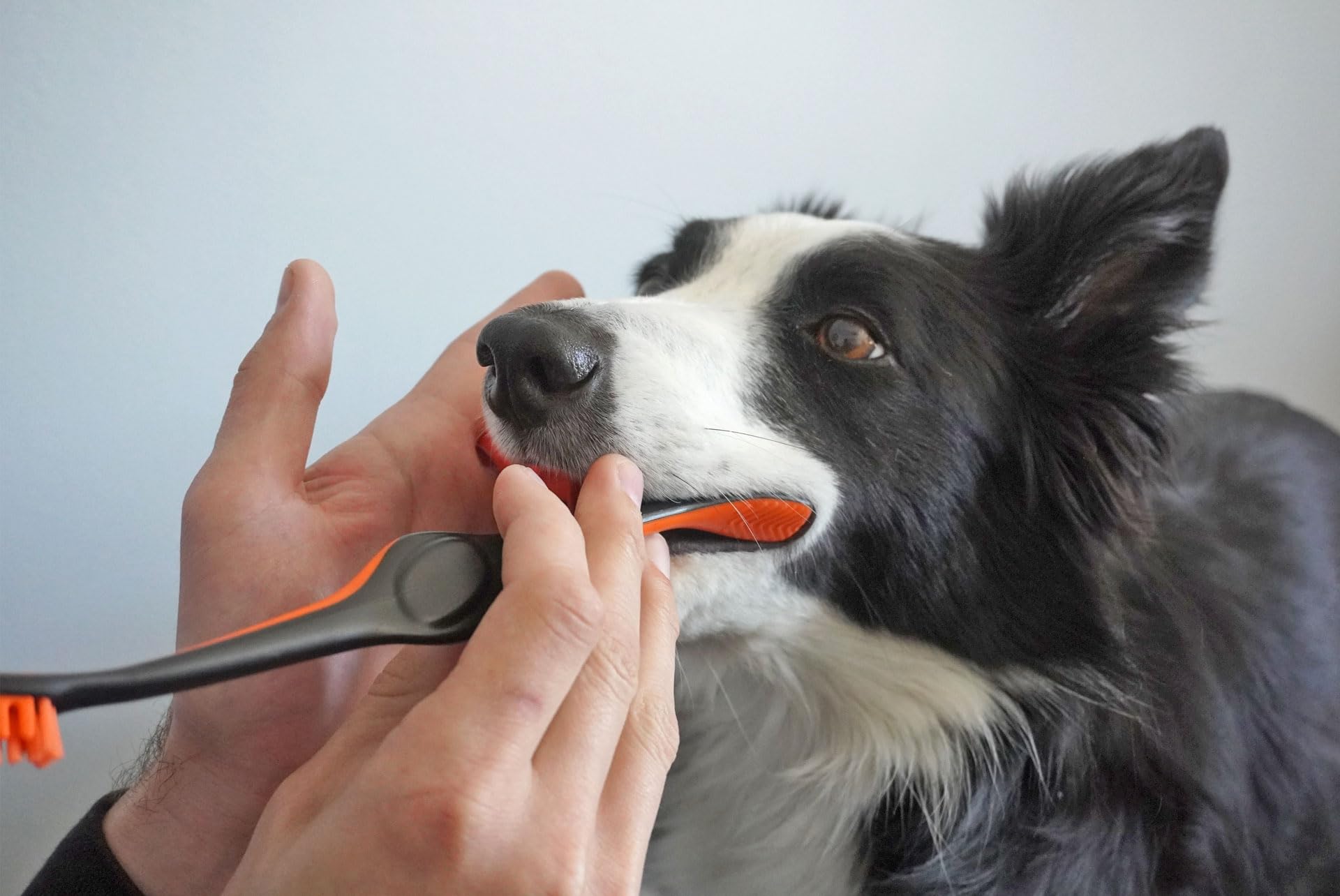 Paw Ready: uso cómodo en casa para cuidado dental diario