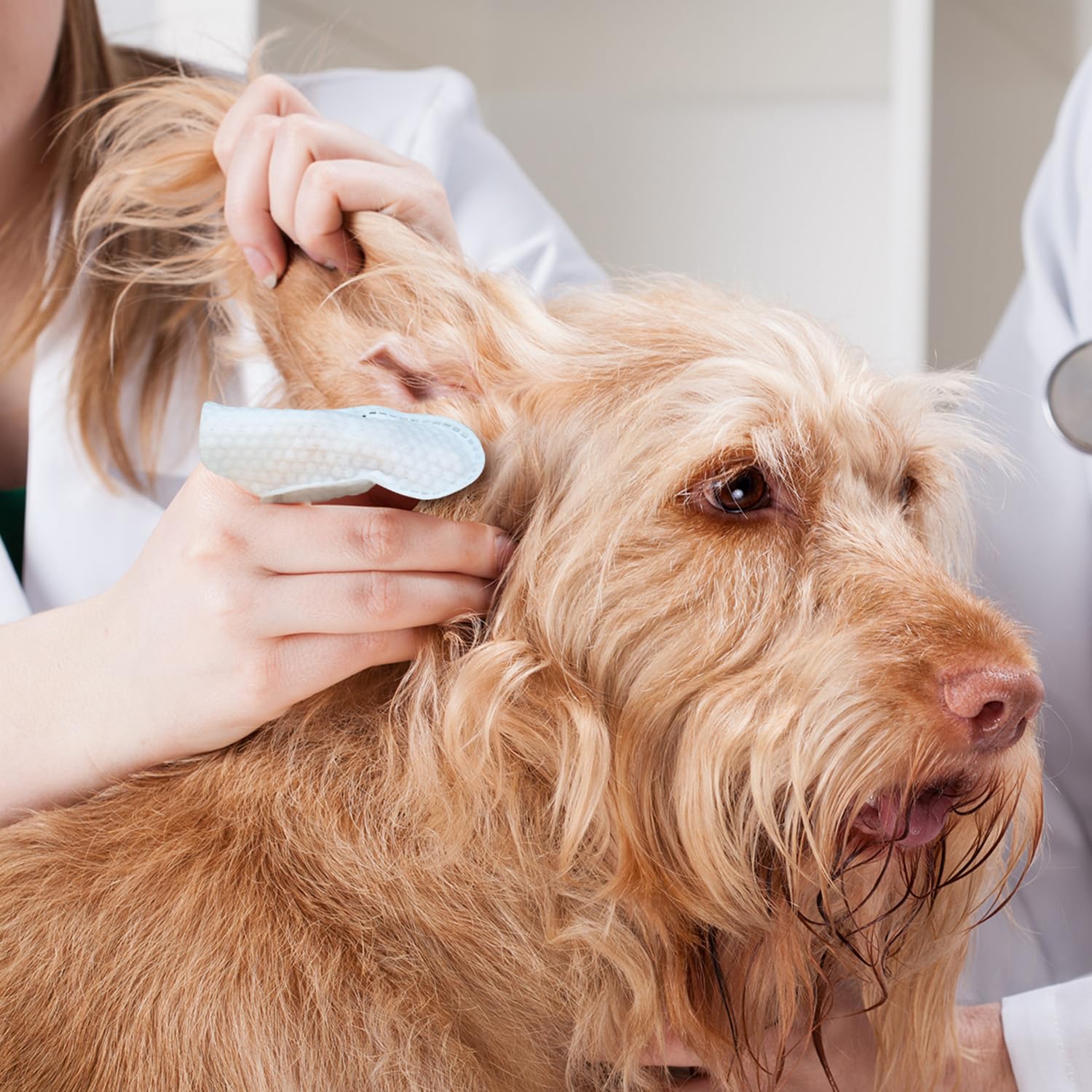 Paw Science: kit completo de cuidado de oídos para perros y gatos.