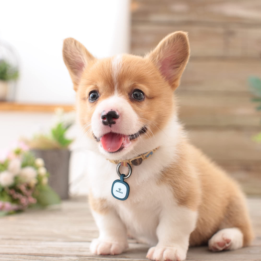Datos de contacto claros para facilitar el regreso de la mascota.