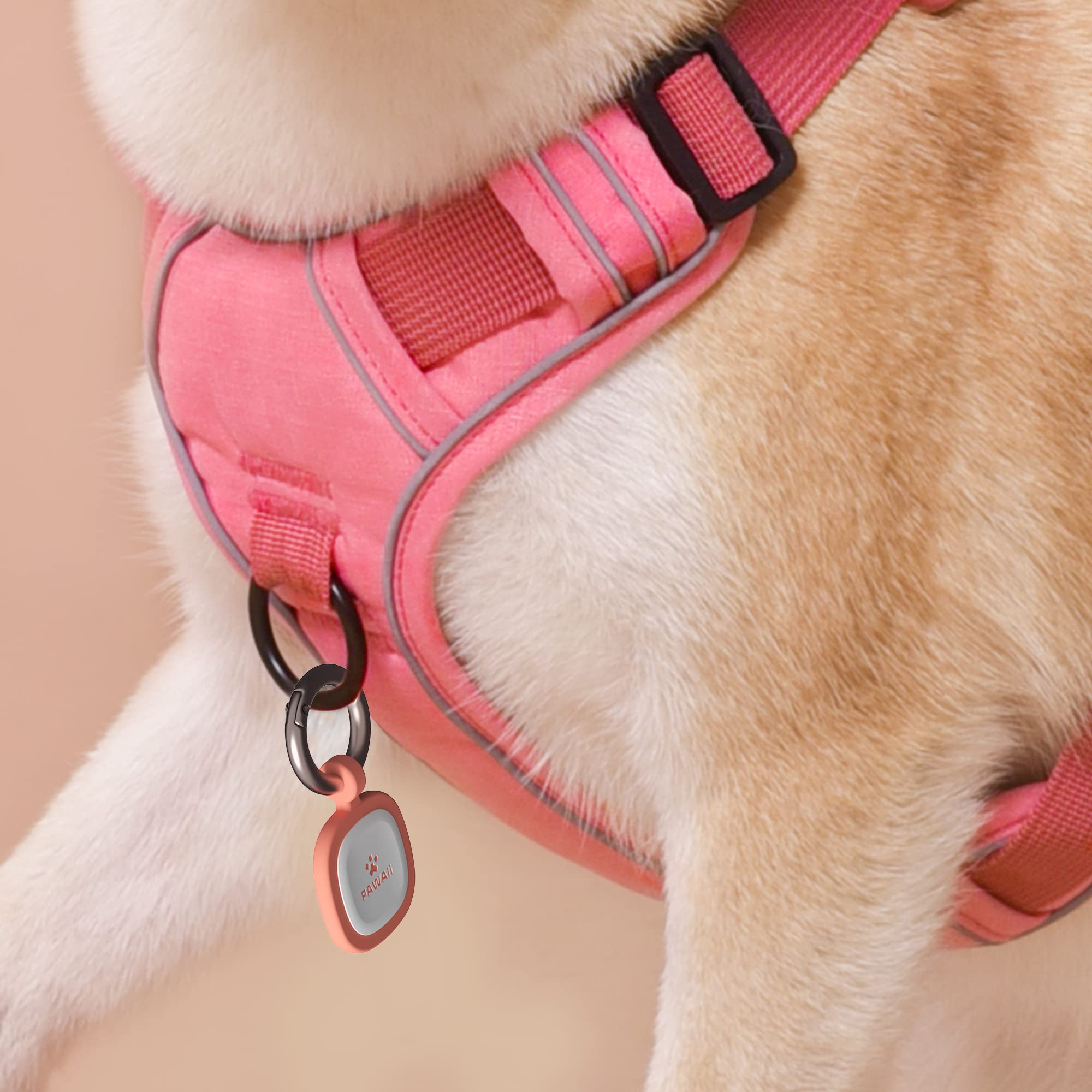 Diseño colorido y moderno para distinguir a tu perro.