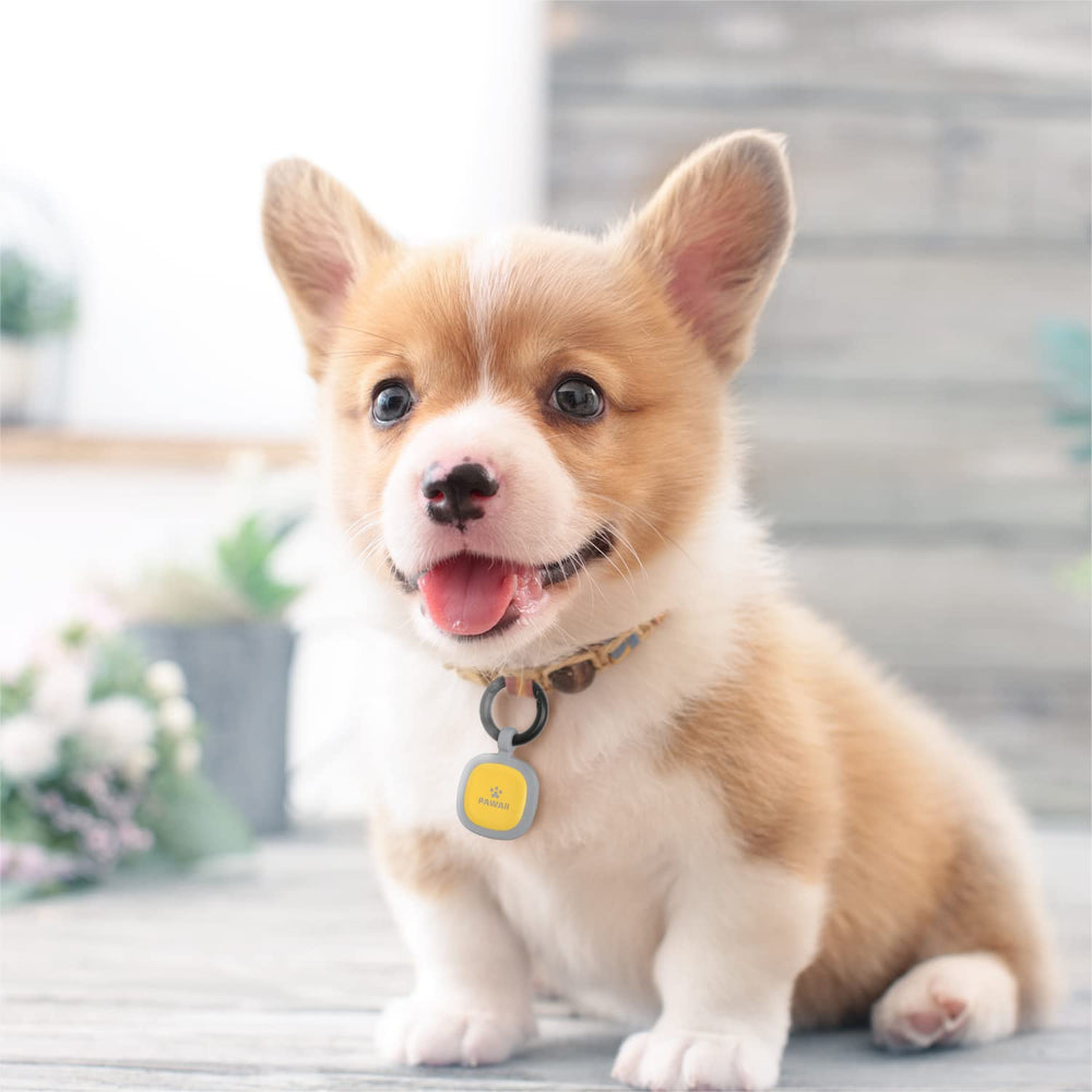 Pawaii: gancho de enganche seguro para collar.