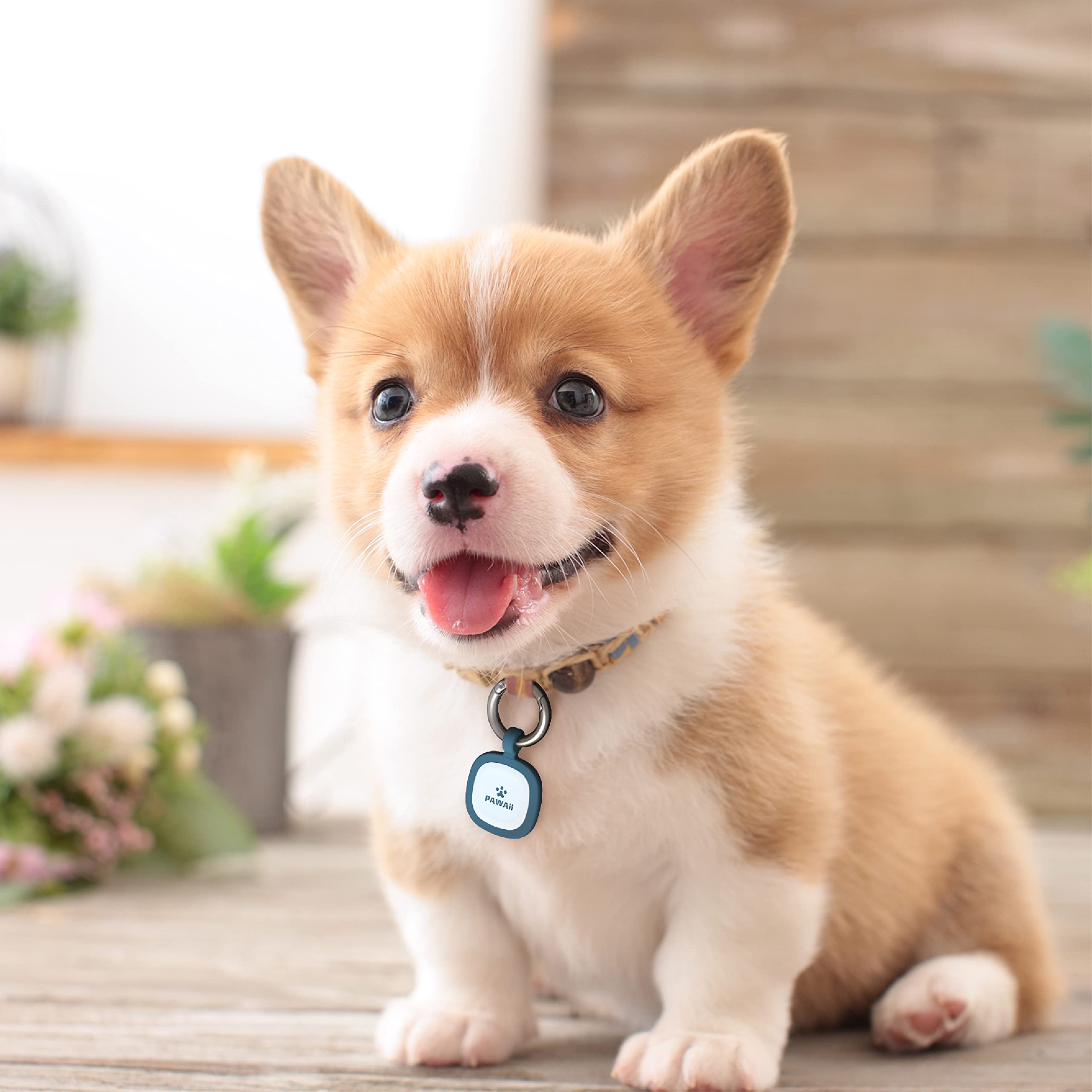 Etiqueta Pawaii en el collar, cómodo y duradera para mascotas.