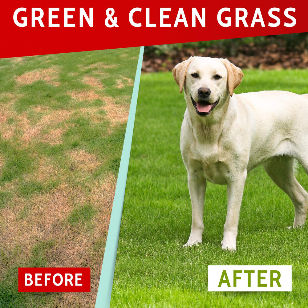 PAWFECTCHEW: bocado para pasto verde fresco, sabor agradable para perros