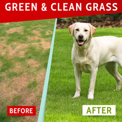 PAWFECTCHEW: bocado para pasto verde fresco, sabor agradable para perros