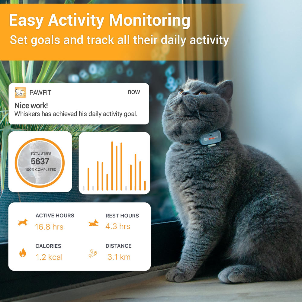 Pawfit Lite monitoreo de actividad para entender hábitos diarios.