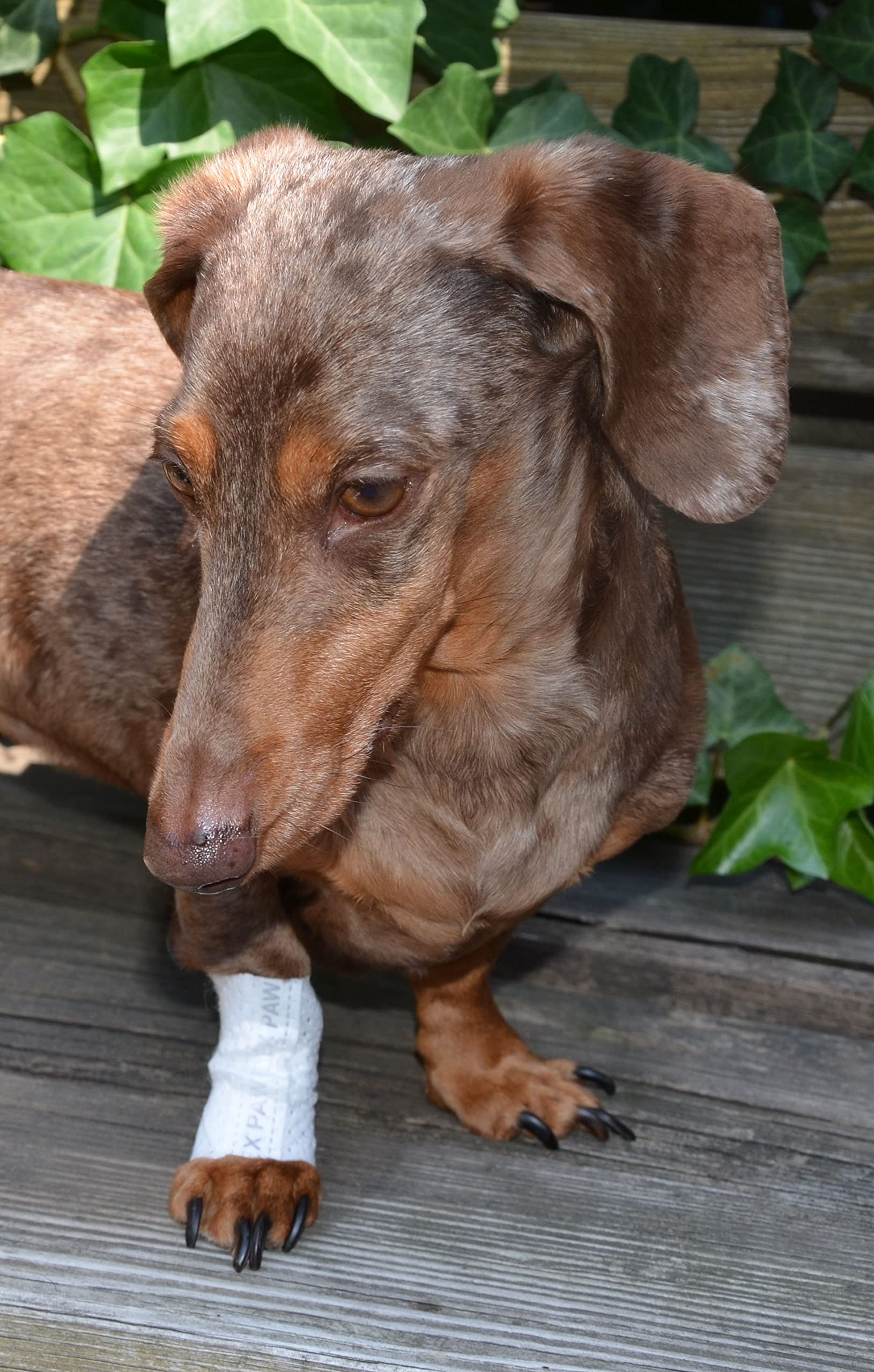 PawFlex ajuste seguro sin deslizamiento durante la actividad.